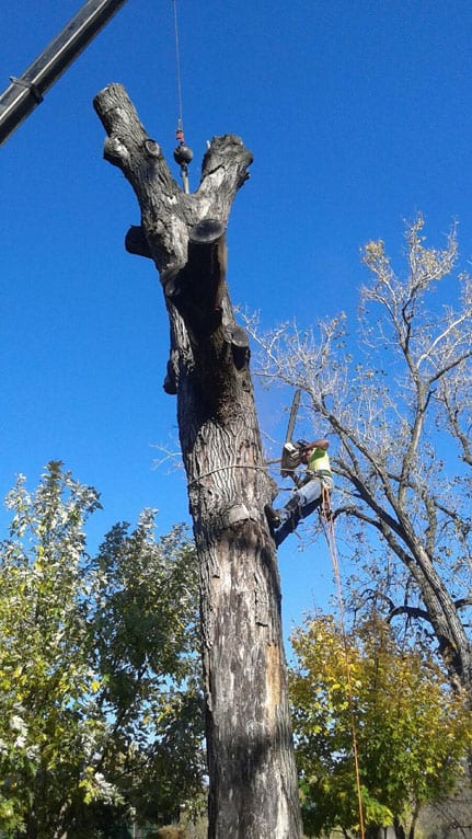 Gallery – New Heights Tree Service
